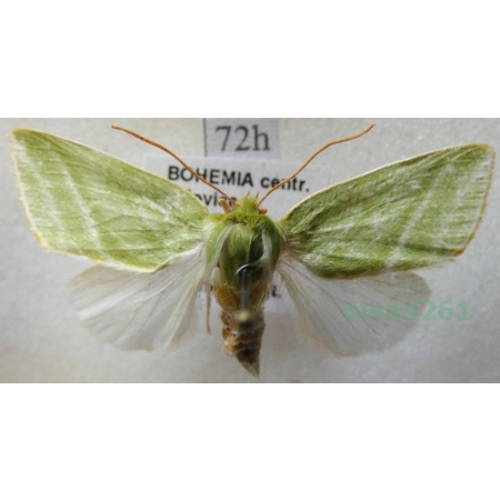 Pseudoips prasinana (Linnaeus, 1758) male Zielonka ukośnica Czech72h